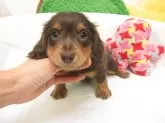 ミニチュアダックスフンド(ロング)【大阪府・男の子・2025年9月24日・ブラウン&タン】の写真4