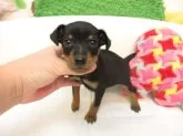ミニチュアピンシャー【大阪府・男の子・2025年9月16日・ブラック&タン】の写真4