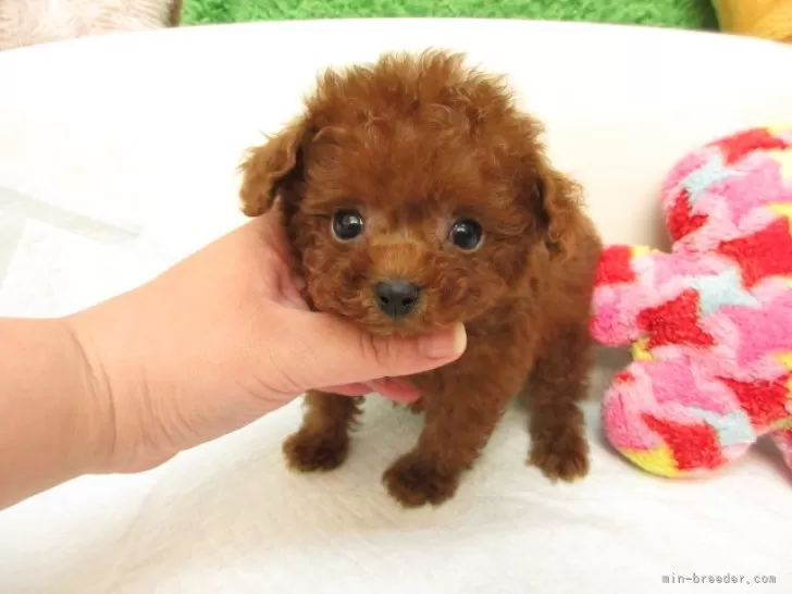 送料込み。トイプードルレッドちゃん。もふもふビッグ♡デカプーちゃん。 送料込み。トイプードルレッドちゃん。もふもふビッグ♡デカプー