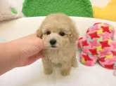 タイニープードル【大阪府・女の子・2025年10月20日・ペールフォーン(シャンパン)】の写真5