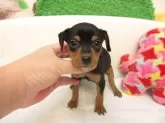 ミニチュアピンシャー【大阪府・女の子・2025年9月16日・ブラック&タン】の写真5