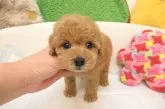 トイプードル(トイ)【大阪府・男の子・2025年5月28日・オレンジフォーン(アプリコット)】の写真8
