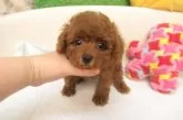 タイニープードル【大阪府・男の子・2025年5月28日・レッドフォーン(レッド)】の写真6