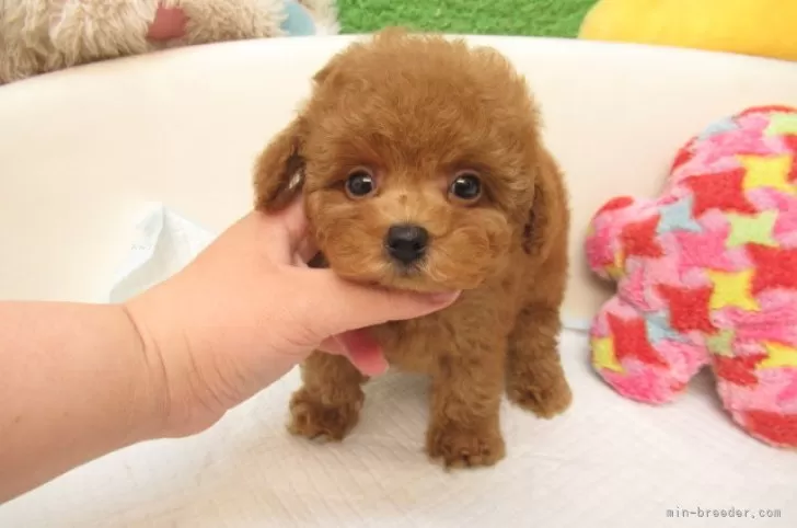 トコタン。トイプーレッドちゃん♡手のひらサイズ トコタン。トイプーレッドちゃん♡手のひらサイズ トコタン様