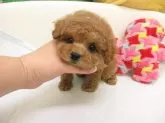 タイニープードル【大阪府・女の子・2025年9月13日・オレンジフォーン】の写真9