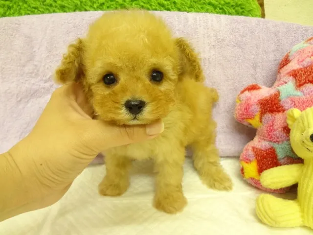 きらにこ 様のお迎えした子犬