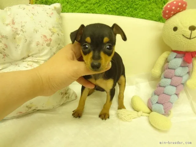 AY728 様のお迎えした子犬
