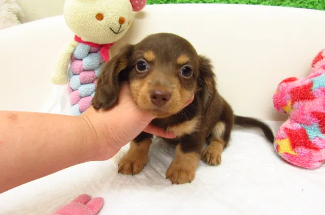 ID：1608-00366の子犬