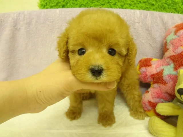 ゆーすけ 様のお迎えした子犬