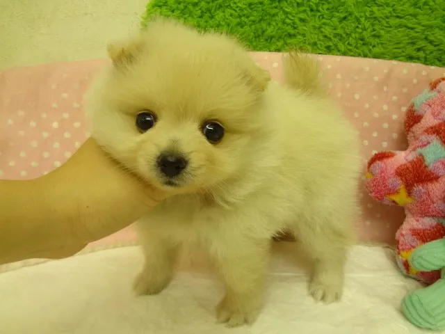 心 様のお迎えした子犬