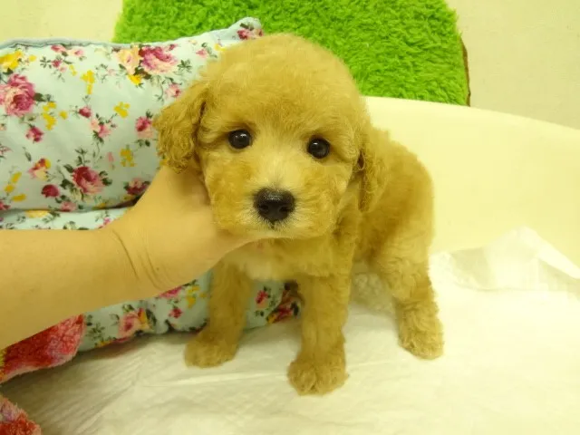 ぱんみ 様のお迎えした子犬