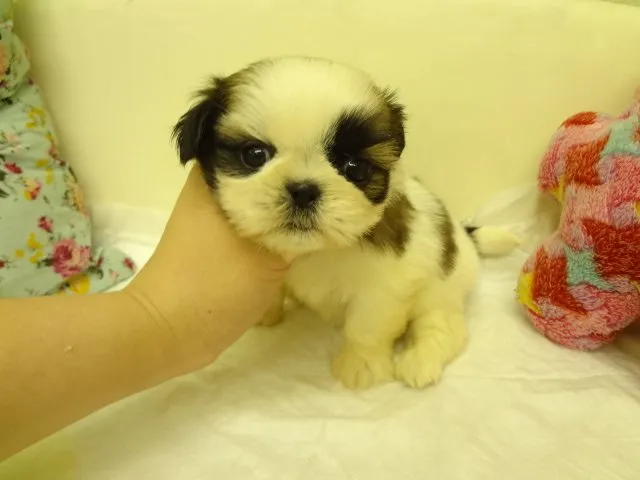 ID：1505-00007の子犬