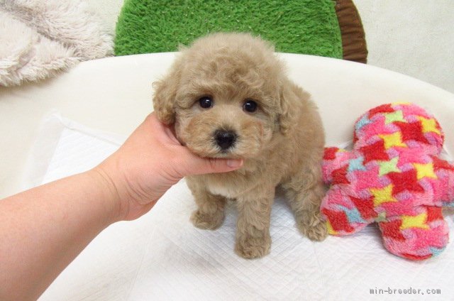 トイプードル 大阪府 男の子 19年3月22日 シャンパン pra発症しません みんなのブリーダー 子犬id 1905 トイプードル 大阪府 男の子 19年3月22日 シャンパン pra発症しません みんなのブリーダー 子犬id 1905
