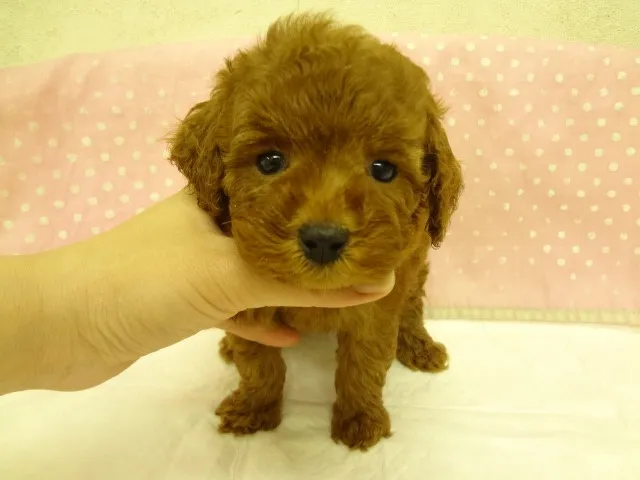 ID：1303-00827の子犬