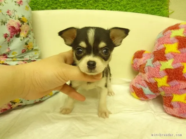 ID：1604-01065の子犬