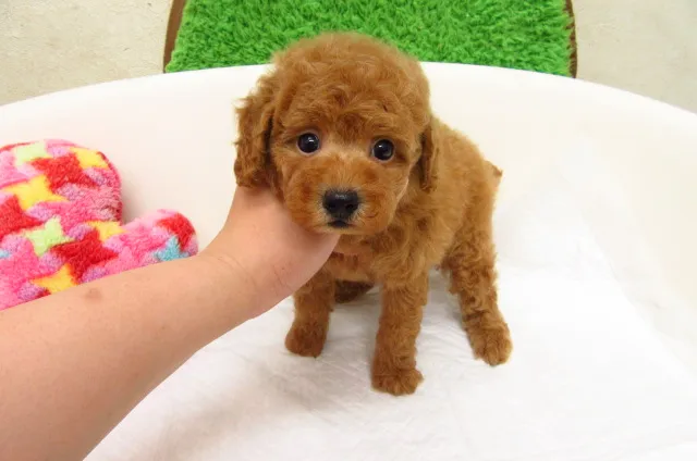 おれんじ 様のお迎えした子犬