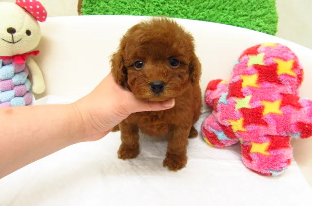 くんた 様のお迎えした子犬