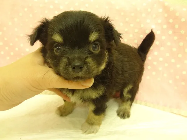 ID:1303-00726の子犬