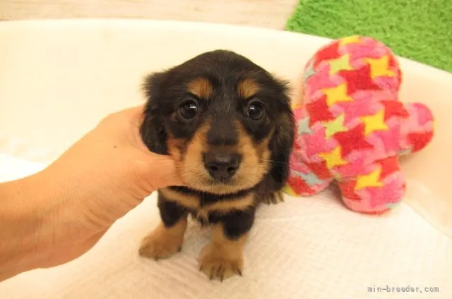 ID:2203-03182の子犬
