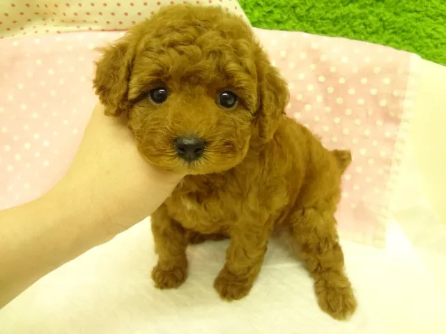 ID：1302-00763の子犬