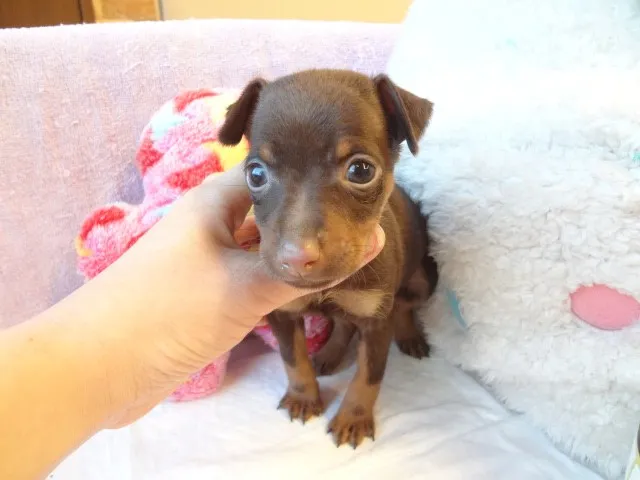 ID：1312-00941の子犬