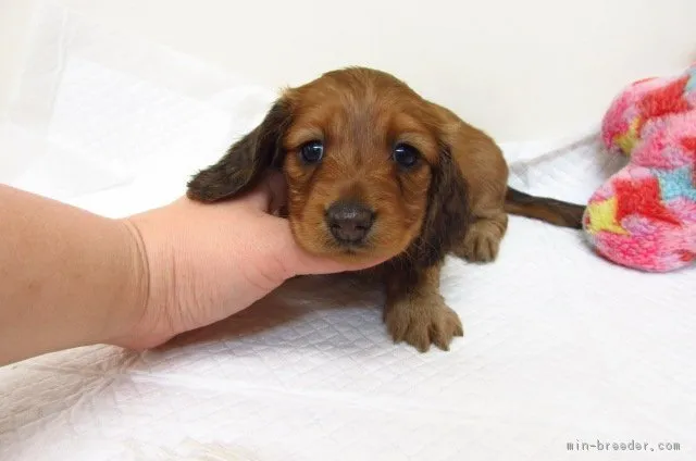 きつね 様のお迎えした子犬