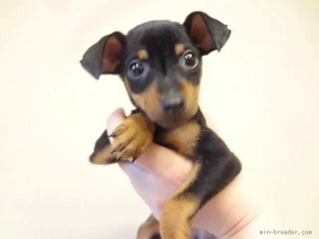 ちょび 様のお迎えした子犬