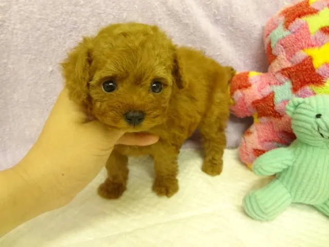 ID:1405-01344の子犬