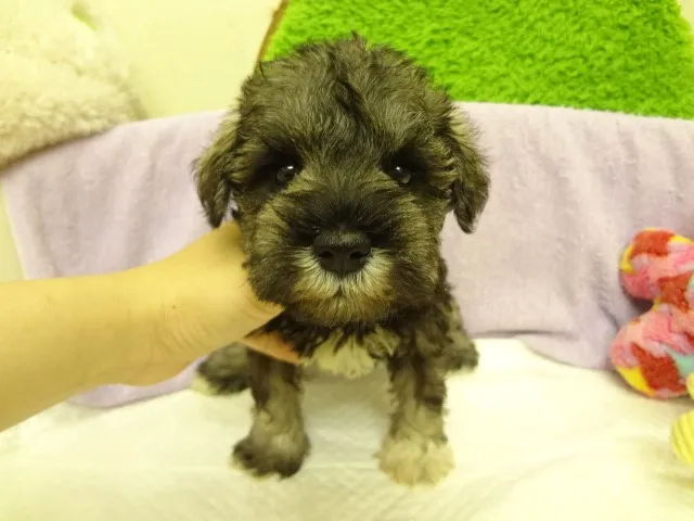 アルmama 様のお迎えした子犬