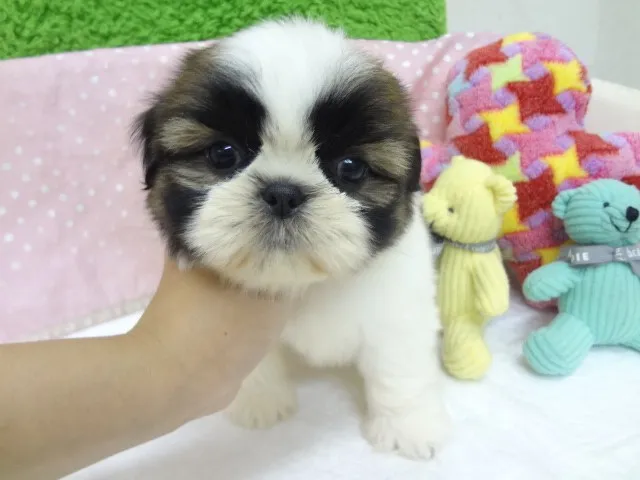 ランちゃん 様のお迎えした子犬