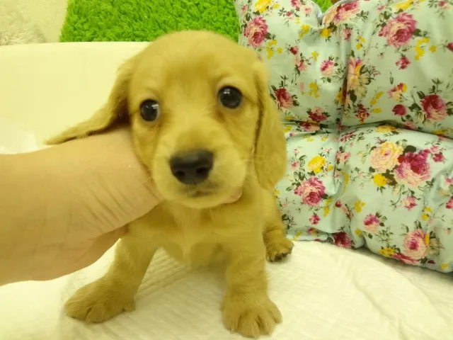 トリフ 様のお迎えした子犬