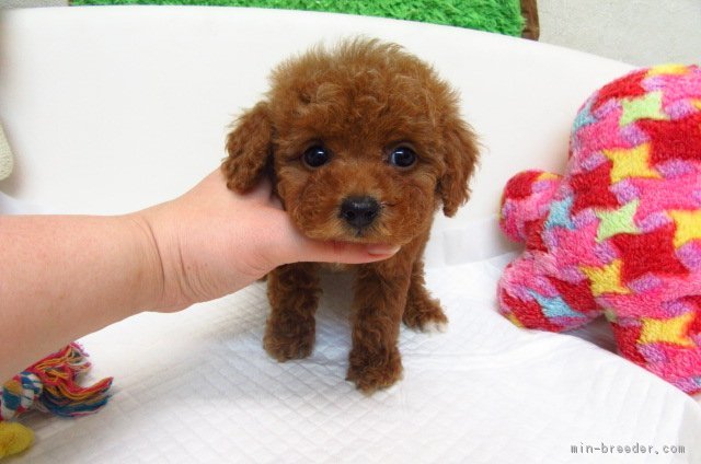 ID:1702-01247の子犬