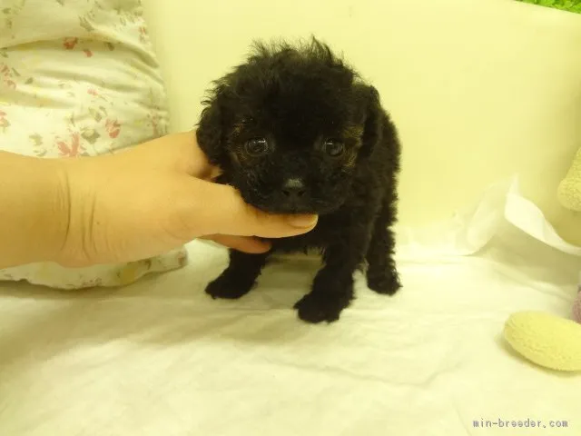 ハナコ 様のお迎えした子犬