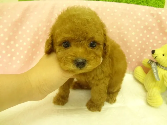 とわんこ 様のお迎えした子犬