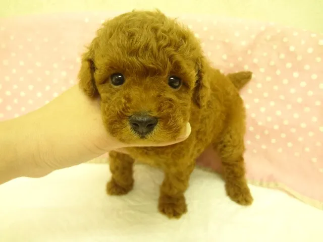ID:1302-00106の子犬