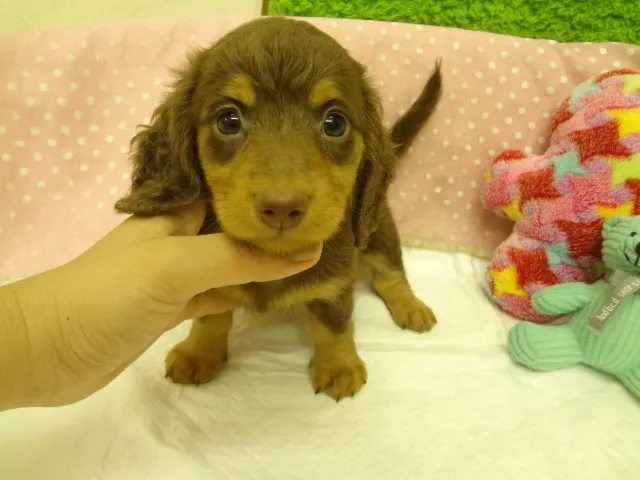 ハイジ 様のお迎えした子犬