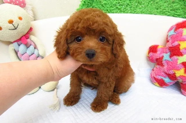 まっちゃん 様のお迎えした子犬