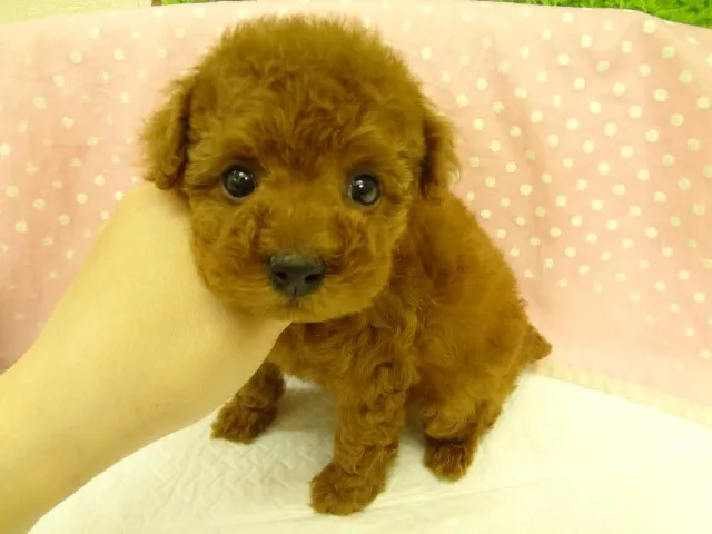 ID：1304-00584の子犬