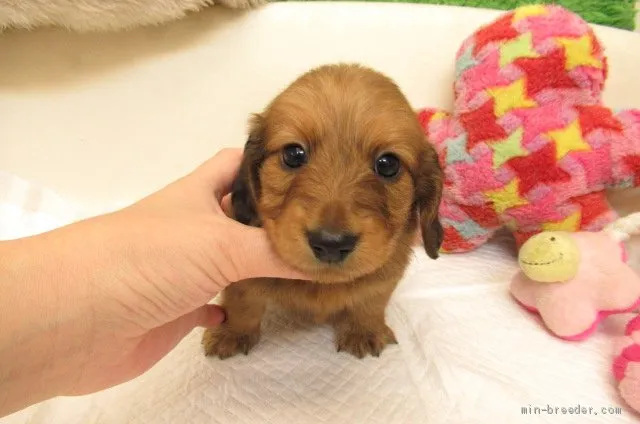 ID:2003-02479の子犬