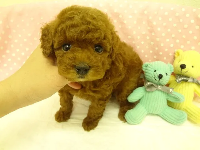 ID:1303-00824の子犬