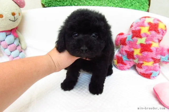 ばーでぃーくんのママ 様のお迎えした子犬