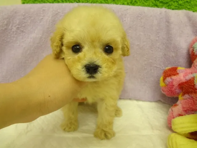 ID:1405-00763の子犬