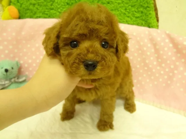 ID:1302-00808の子犬