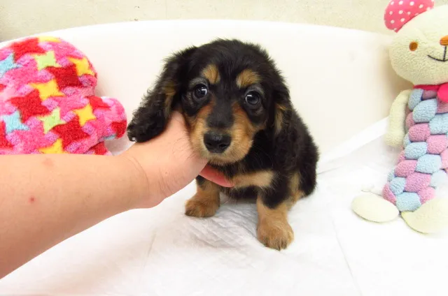 ID:1609-02226の子犬