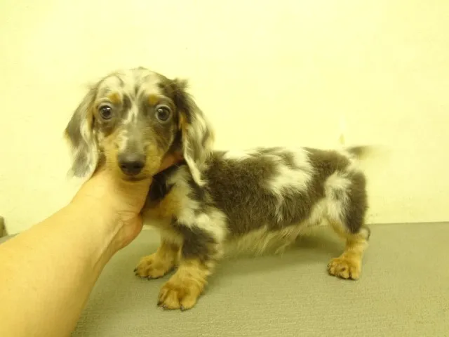 めぐみ 様のお迎えした子犬