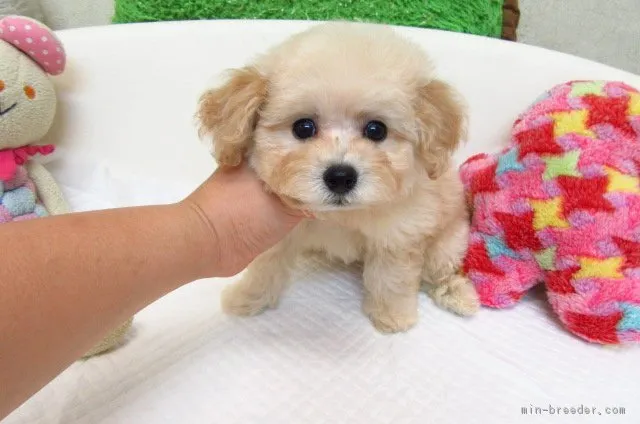 タイニープードル【大阪府・男の子・2017年7月10日・クリーム】の写真1