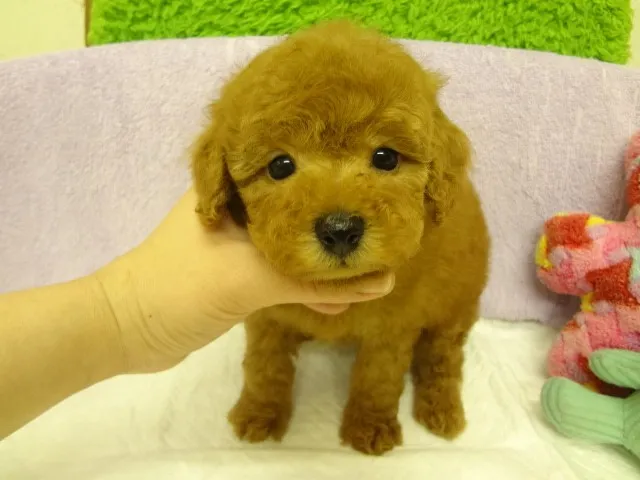 ID:1401-01350の子犬
