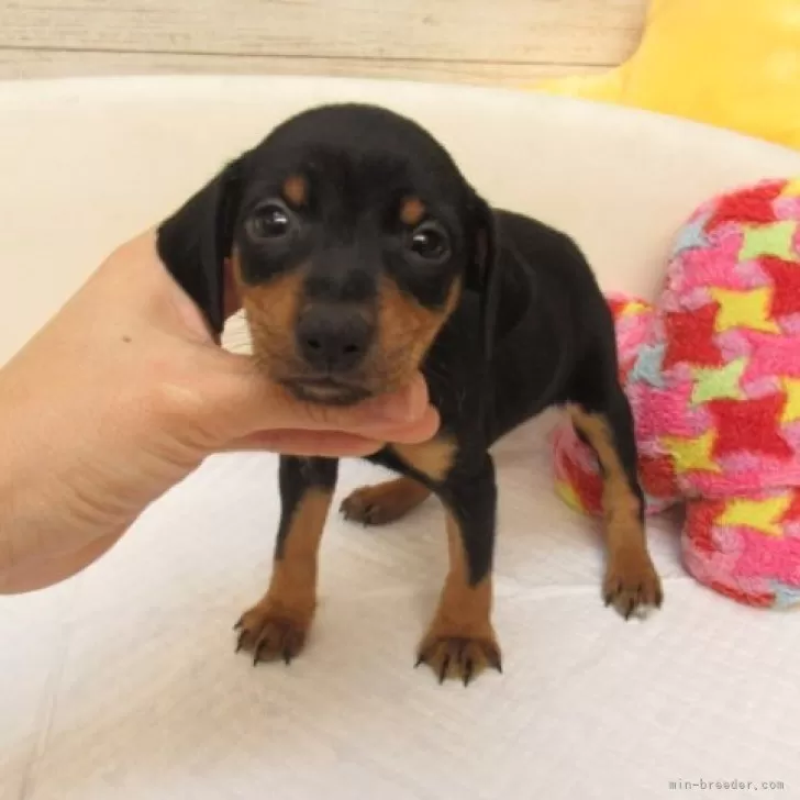 きり 様のお迎えした子犬