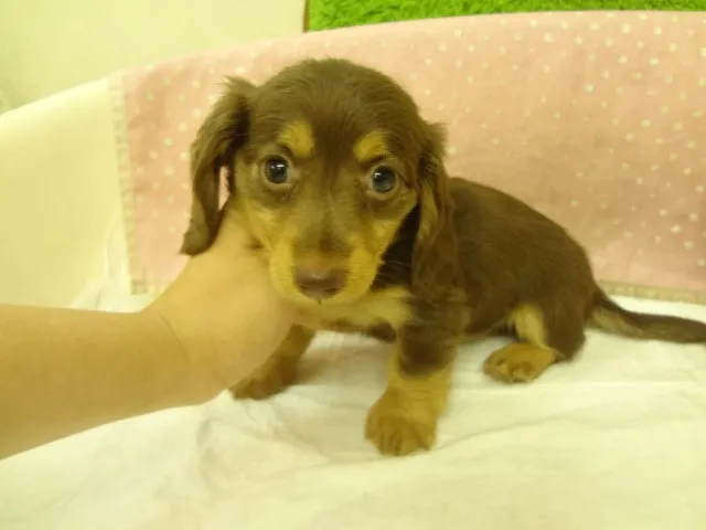 Pさん 様のお迎えした子犬