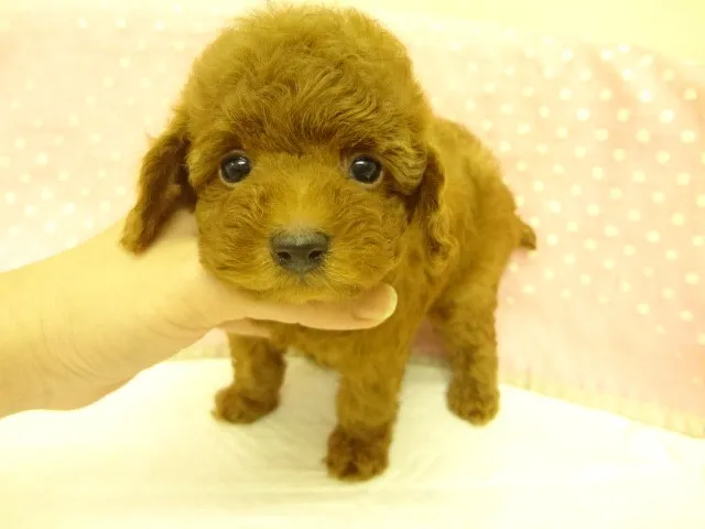 ID：1301-00492の子犬